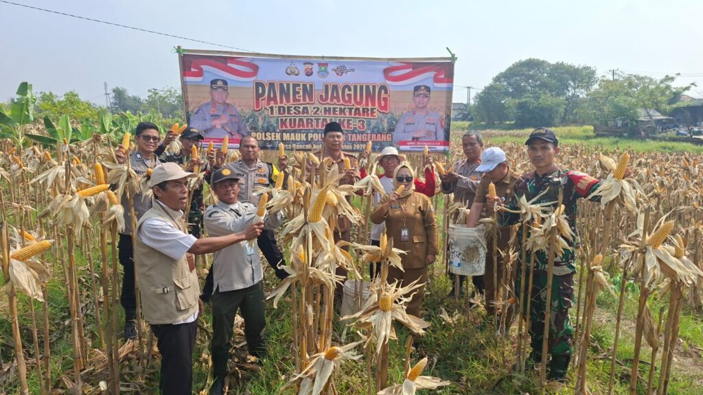 Perkuat Ketahanan Pangan, Babinsa Koramil Mauk Panen Raya Jagung Hibrida 2901167