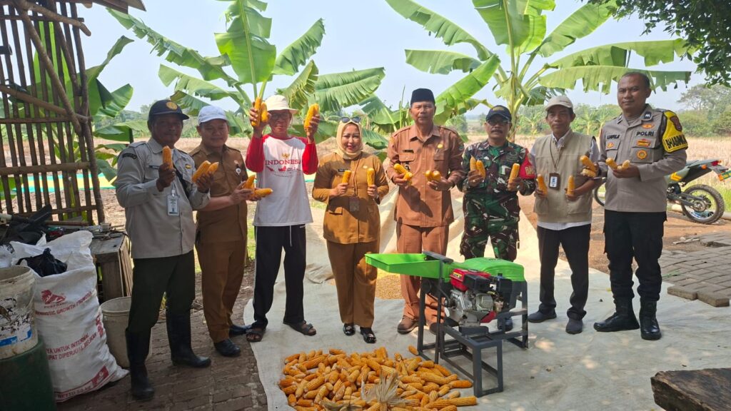 Perkuat Ketahanan Pangan, Babinsa Koramil Mauk Panen Raya Jagung Hibrida 2901168