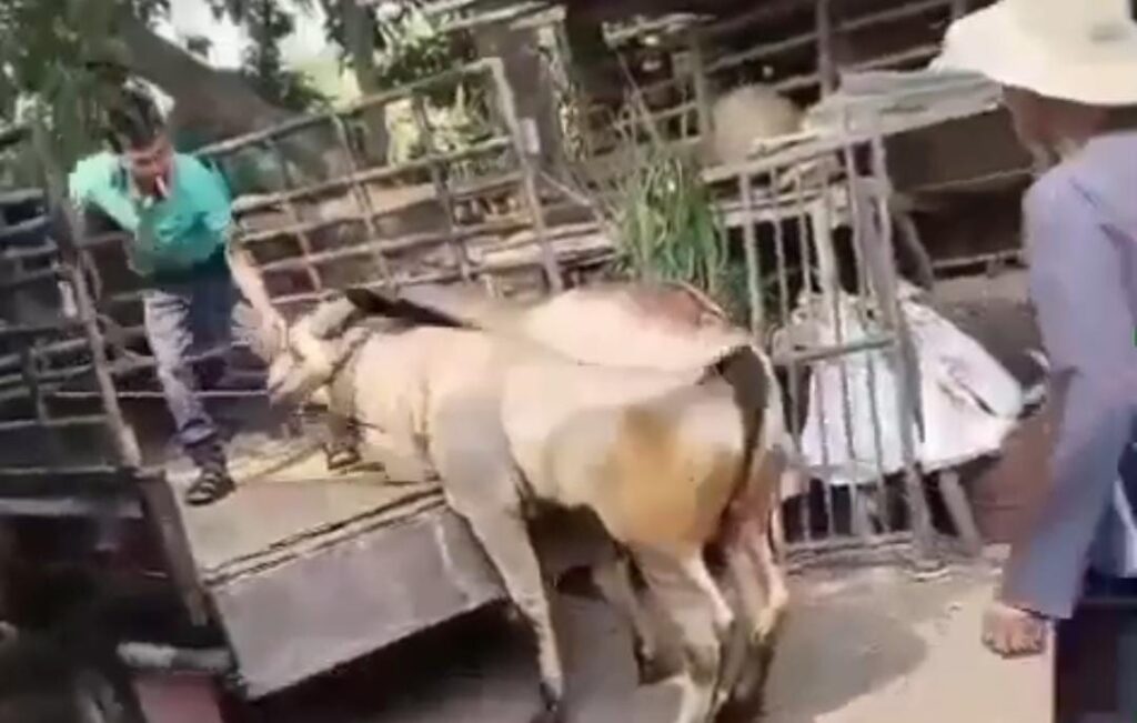 KLB Banten Salurkan Satu Ekor Sapi untuk Haul Tuan Syekh Abdul Qodir Al-Jailani Ke-68 di Ponpes Al-Istiqlaliyah Cilongok 3153579